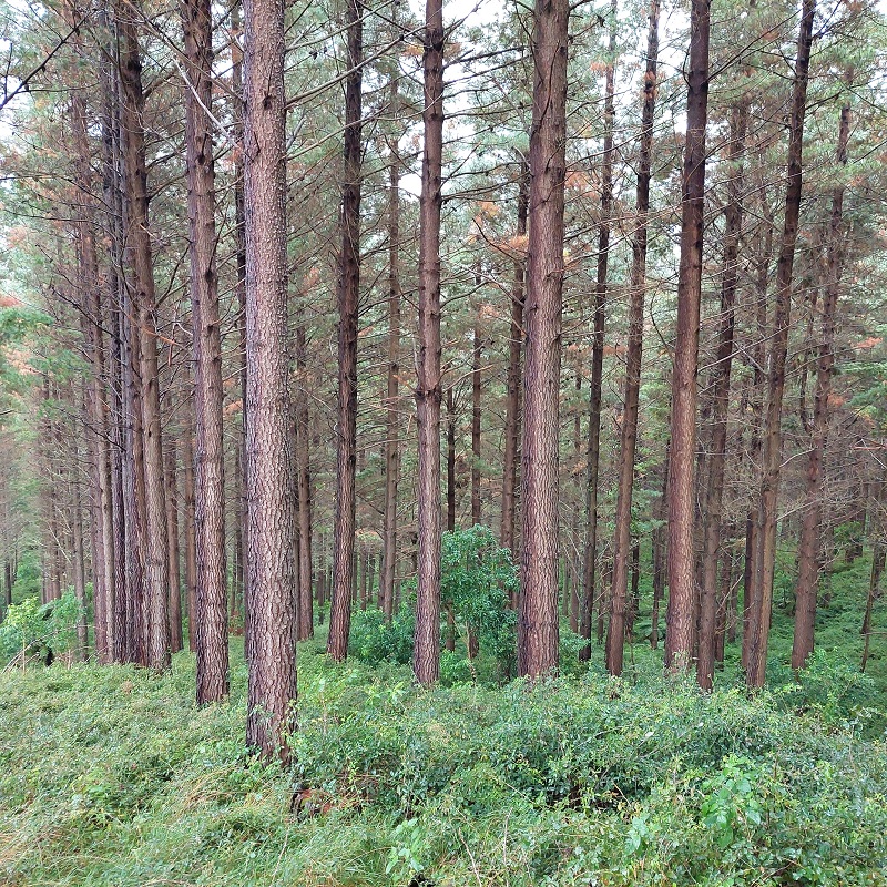 Mokamoka Forest
